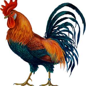 Cock PNG