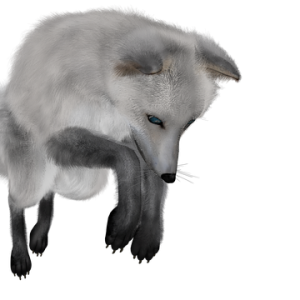 Arctic fox PNG