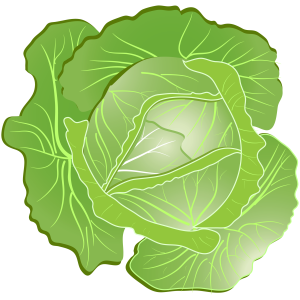 Cabbage PNG image