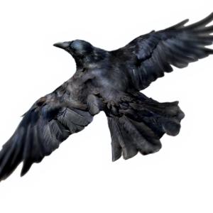 Raven PNG