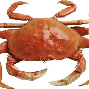 Crab PNG
