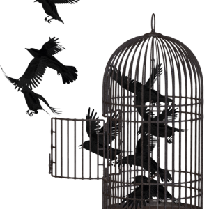 Cage bird PNG