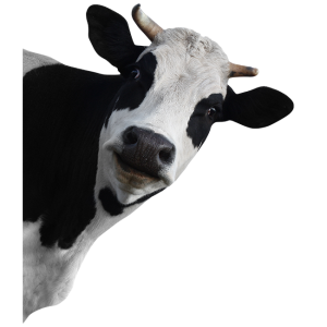 cow PNG