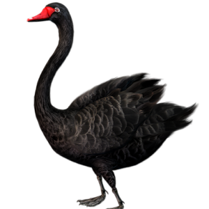 Black swan PNG