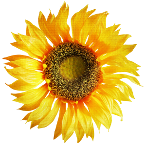 Sunflower PNG