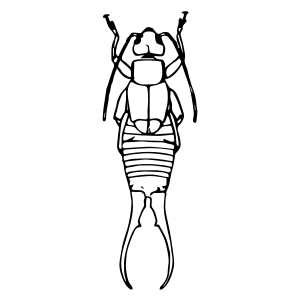 Earwig PNG