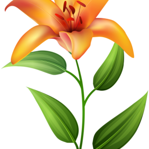 Lilium PNG