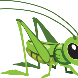 Grasshopper PNG