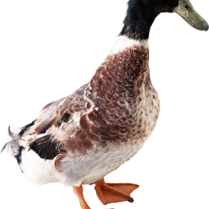 Duck PNG image