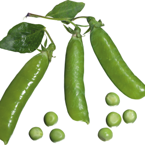 Pea PNG