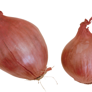 Onion PNG