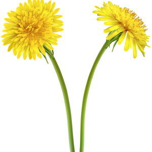 Dandelion PNG