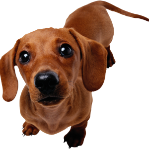 Dachshund PNG