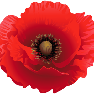 Poppy flower PNG
