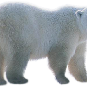 Polar white bear PNG