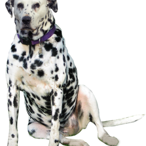 Dalmatian PNG