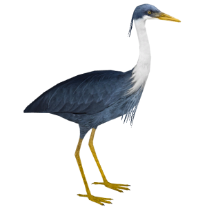 Heron PNG
