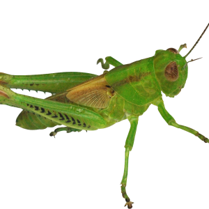Grasshopper PNG