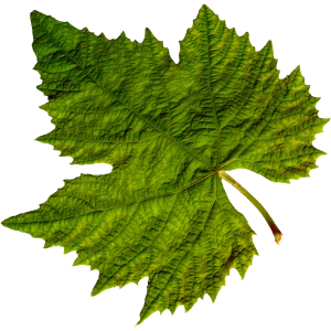 Green leaf PNG