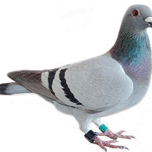 pigeon PNG image