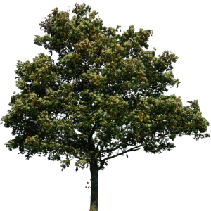 tree png image, free download, picture