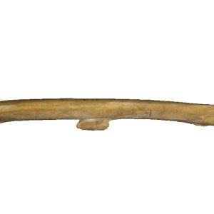 Bone PNG