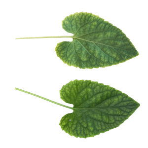 Green leaf PNG