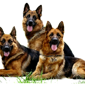 German Shepherd PNG