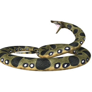 Anaconda PNG