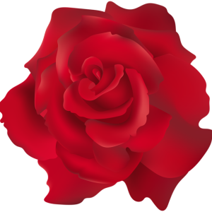 Rose PNG