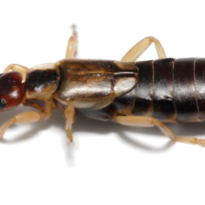 Earwig PNG