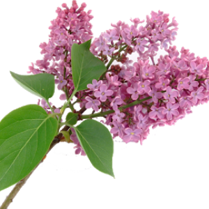 Lilac PNG