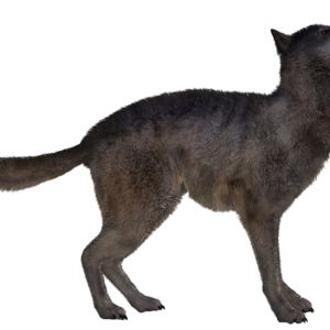 Jackal, coyote PNG