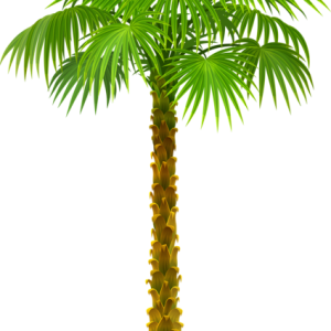 Palm tree PNG