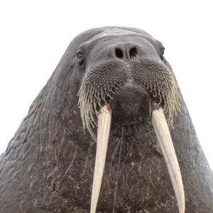 Walrus head PNG image