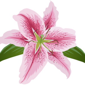 Lilium PNG