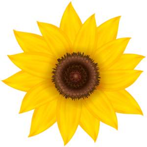 Sunflower PNG