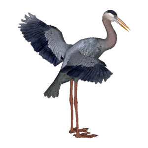 Heron PNG