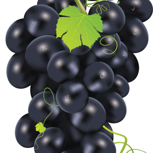 Black grape PNG image