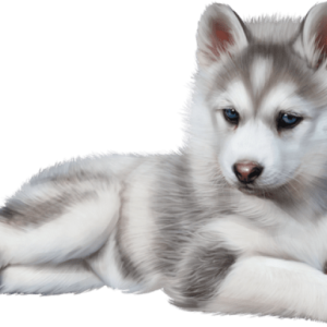 Husky PNG