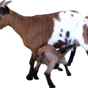 Goat PNG