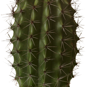 Cactus PNG image