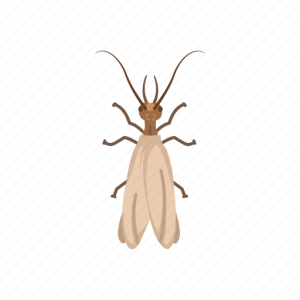 Earwig PNG