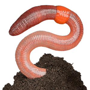 earthworm worm PNG