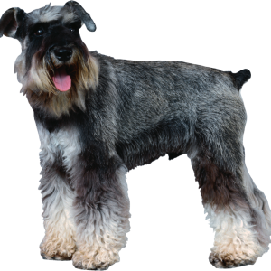 Dog PNG