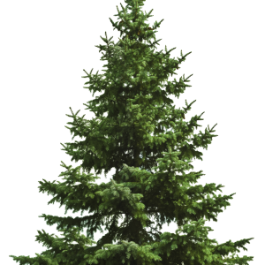 Christmas tree PNG