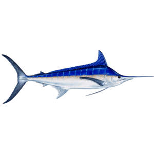 Swordfish PNG