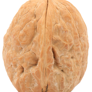 Walnut PNG