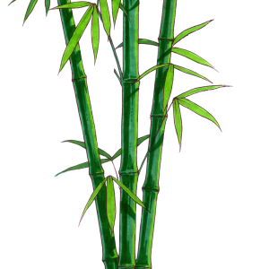 Bamboo PNG