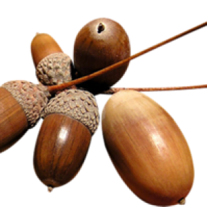 Acorn PNG image